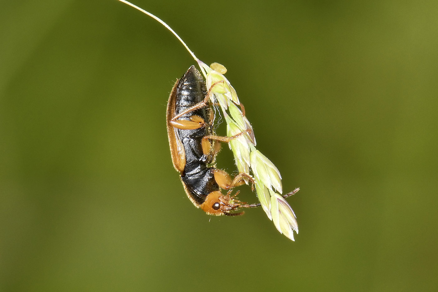 Carabidae: Diachromus germanus?  S
